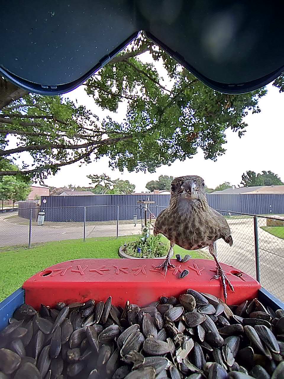20250726-121547_945e0220140b_Brown-Headed_Cowbird_09_29c93d5f 1